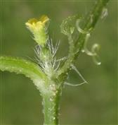  Female flower